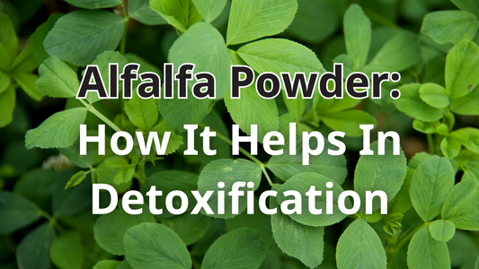 Alfalfa Powder: How It Helps In Detoxification