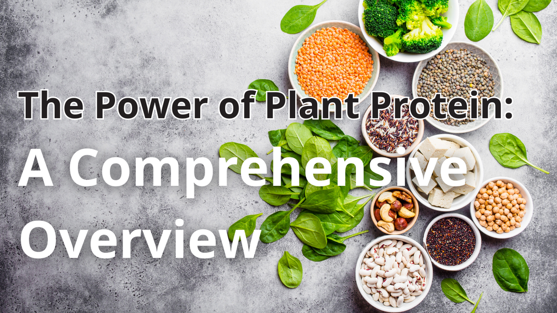The Power of Plant Protein: A Comprehensive Overview